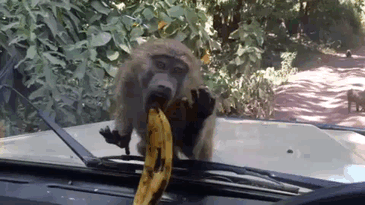 狒狒 香蕉 拿不到 着急
