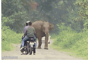 大象 追赶 害怕 快爬