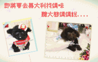 贵宾犬 poodle 可爱 萌萌哒
