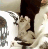 搞笑 喵星人 猫咪 萌宠 猫