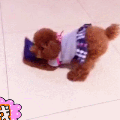 汪星人 狗 搞笑 萌寵 可愛