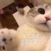 萌宠 猫星人 不了不了 还是不要了 呆萌 可爱
