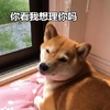 萌宠 汪星人 你看我想理你吗 搞怪 逗