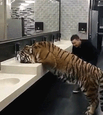 老虎 喝水 搞笑 吓人
