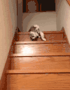 搞笑 懒猫 玩耍 赖皮