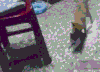 猫咪 妈妈带你走 搞笑 可爱
