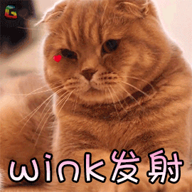猫咪猫萌宠撩wink发射soogifsoogif出品gif动图_动态图_表情包下载