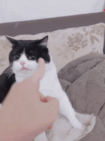 猫咪 手指 可爱 玩耍 宠物