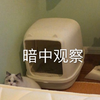 萌宠 喵星人 暗中观察 悄咪咪 呆萌 可爱