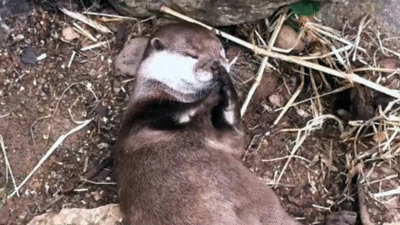 水獭 自嗨 otter
