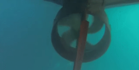 鲨鱼 shark 海底 拍摄