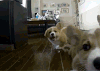 柯基 跳跃 吐舌头 蠢萌 萌萌哒 corgi