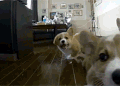 柯基 跳跃 吐舌头 蠢萌 萌萌哒 corgi