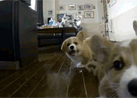 柯基 跳跃 吐舌头 蠢萌 萌萌哒 corgi