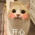 猫咪 开心 脸红 大眼睛