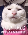 好笑吗 猫咪 粉衣服 可爱