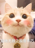 猫咪 超绝无敌之极度乖巧 脸红 项链很漂亮