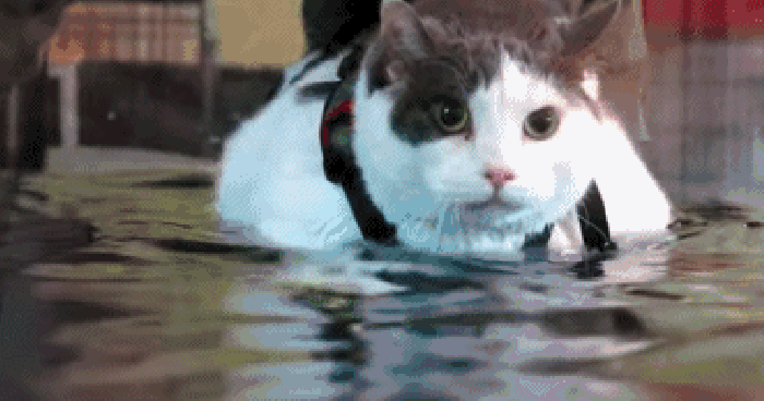 猫咪 肥胖 水下 跑步