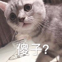 傻子 猫 蒙圈 可爱 呆萌