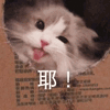 沙雕猫 猫咪 猫 可爱猫 猫表情包 猫咪表情包 小猫