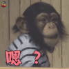 萌宠 猩猩 嗯 蒙圈 soogif soogif出品