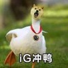 iG 战队 游戏 王者荣耀 ig冲鸭
