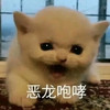 萌宠 猫星人 恶龙咆哮 生气 呆萌 可爱