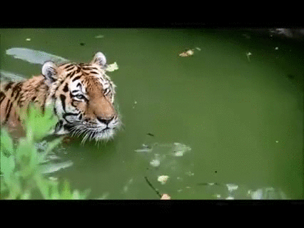 老虎  动物 可爱 水