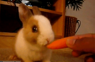 动物 兔子 呆萌 搞笑