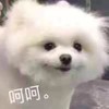 萌宠 汪星人 呵呵 嫌弃 呆萌 可爱