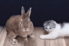 猫 兔 萌宠