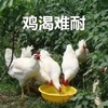 萌宠 鸡 饥渴难耐 喝水 搞怪 逗