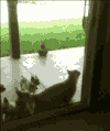 小猫 好本领 开门 厉害