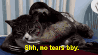 猫咪 喵星人 shhnotearsbby 斗图 搞笑 淘气