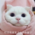 猫咪 吓得我裹紧了 我的小被子 大眼睛 盖被子