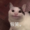 萌宠 喵星人 假笑 猫 搞怪 可爱