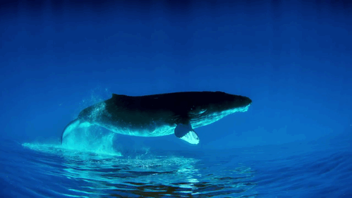 鲸鱼 游泳 水纹 倒影