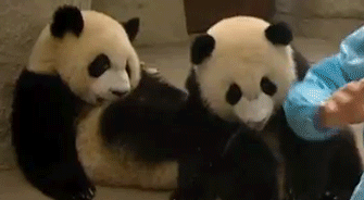 熊猫 国宝 饲养员 鼓掌