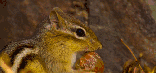 BBC壮美无边 动物 吃东西 纪录片 花栗鼠