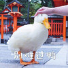 萌宠 鸭子 别难过啊 安慰 呆萌 可爱