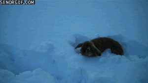 兔子 坑 掉落 雪地