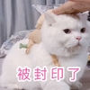 萌宠 喵星人 被封印了 摸头 呆萌 可爱