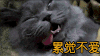 累觉不爱