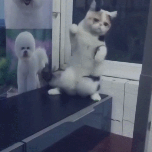 猫咪 摇摆 可爱 站起来