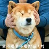 萌宠 汪星人 我不看 别看 搞怪 逗