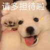萌宠 汪星人 请多担待啦 开心 呆萌 可爱