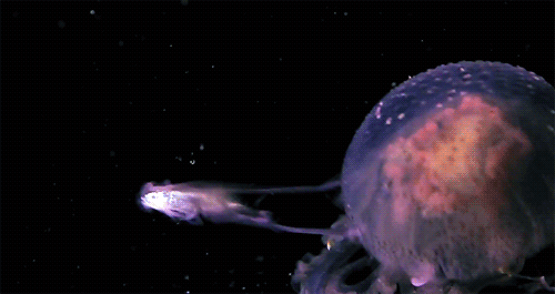 动物科学水母  自然 漂亮 美丽极了