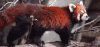 小熊猫 傻逼 搞怪 卡哇伊