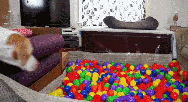 狗狗 玩耍 得瑟 海洋球