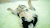 宠物 搞笑 萌 小二哈的日常 gif